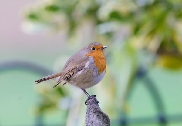 Quels sont les conseils pour débuter dans l'observation des oiseaux ?